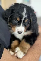 Leia's Black Boy , a male Bernese Mountain Dog for sale in Springfield, OH – 1 of 7