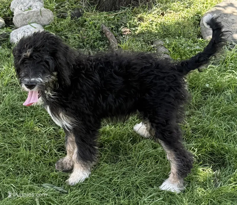 Candy – Bernedoodle puppy for sale in Springfield, OH