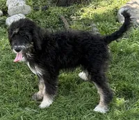 Candy, a female Bernedoodle for sale in Springfield, OH – 1 of 9