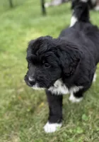 Chrissy, a female Bernedoodle for sale in Springfield, OH – 1 of 5