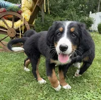 Daisy, a female Bernese Mountain Dog for sale in Springfield, OH – 5 of 9