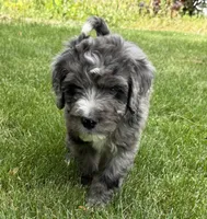 Cooper, a male Bernedoodle for sale in Springfield, OH – 1 of 3