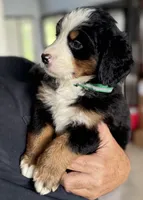 Leia's Green Boy , a male Bernese Mountain Dog for sale in Springfield, OH – 1 of 9