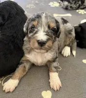 Carrie, a female Bernedoodle for sale in Springfield, OH – 2 of 4