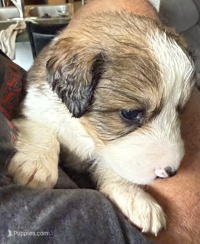 Lucky – Bernese Mountain Dog, Great Pyrenees puppy for sale in Springfield, OH