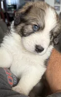 Rudy, a male Bernese Mountain Dog and Great Pyrenees for sale in Springfield, OH – 7 of 10
