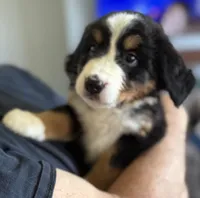 Leia's Lime Girl , a female Bernese Mountain Dog for sale in Springfield, OH – 4 of 6