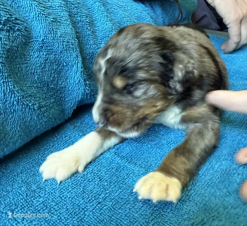 Cooper – Bernedoodle puppy for sale in Springfield, OH