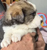Pinky, a female Bernese Mountain Dog and Great Pyrenees for sale in Springfield, OH – 4 of 10