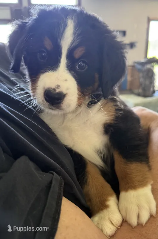 Livi's Lime Girl – Bernese Mountain Dog puppy for sale in Springfield, OH