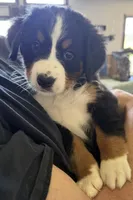 Livi's Lime Girl, a female Bernese Mountain Dog for sale in Springfield, OH – 1 of 6