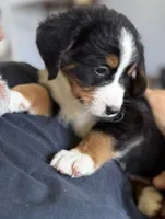 Livi's Gray Girl, a female Bernese Mountain Dog for sale in Springfield, OH – 3 of 7