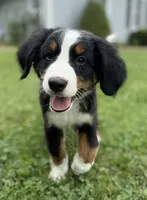 Georgie, a male Bernese Mountain Dog for sale in Springfield, OH – 5 of 10