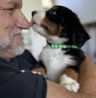 Livi's Green Boy, a male Bernese Mountain Dog for sale in Springfield, OH – 6 of 8