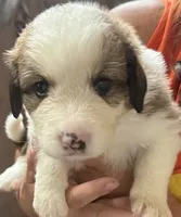 Ocean, a female Bernese Mountain Dog and Great Pyrenees for sale in Springfield, OH – 2 of 10