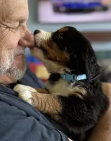Leia's Aqua Girl, a female Bernese Mountain Dog for sale in Springfield, OH – 3 of 6