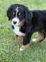 Leia's Black Boy , a male Bernese Mountain Dog for sale in Springfield, OH – 3 of 9
