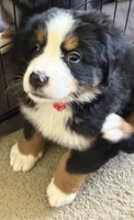 Livi's Red Boy , a male Bernese Mountain Dog for sale in Springfield, OH – 8 of 10