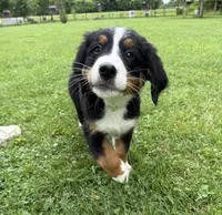 Lily, a female Bernese Mountain Dog for sale in Springfield, OH – 5 of 9
