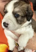 Yancy, a female Bernese Mountain Dog and Great Pyrenees for sale in Springfield, OH – 5 of 10