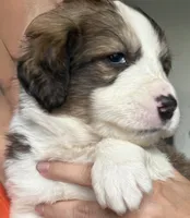 Yancy, a female Bernese Mountain Dog and Great Pyrenees for sale in Springfield, OH – 8 of 10