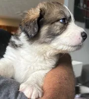 Rudy, a male Bernese Mountain Dog and Great Pyrenees for sale in Springfield, OH – 4 of 10