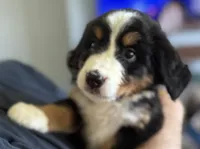 Livi's Light Blue Girl , a female Bernese Mountain Dog for sale in Springfield, OH – 4 of 9