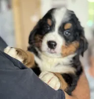 Leia's Brown Boy , a male Bernese Mountain Dog for sale in Springfield, OH – 4 of 9