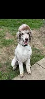 Copper, a male Bernedoodle for sale in Springfield, OH – 4 of 5