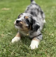 Tigerlily, a female Bernedoodle for sale in Springfield, OH – 1 of 5