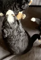 Leia's Dark Blue Boy , a male Bernese Mountain Dog for sale in Springfield, OH – 3 of 8