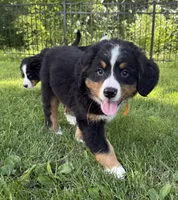 Oakley, a female Bernese Mountain Dog for sale in Springfield, OH – 8 of 10