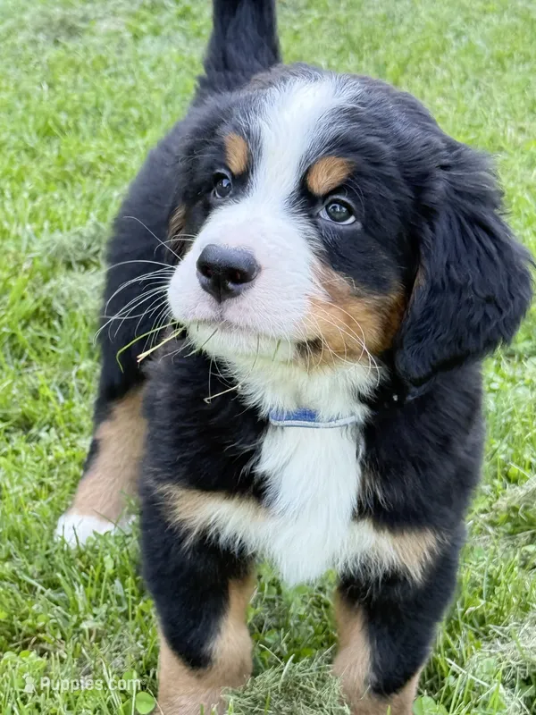 Leia's Dark Blue Boy  – Bernese Mountain Dog puppy for sale in Springfield, OH