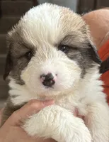 Gus, a male Bernese Mountain Dog and Great Pyrenees for sale in Springfield, OH – 4 of 10