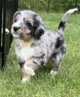 Tigerlily, a female Bernedoodle for sale in Springfield, OH – 2 of 5