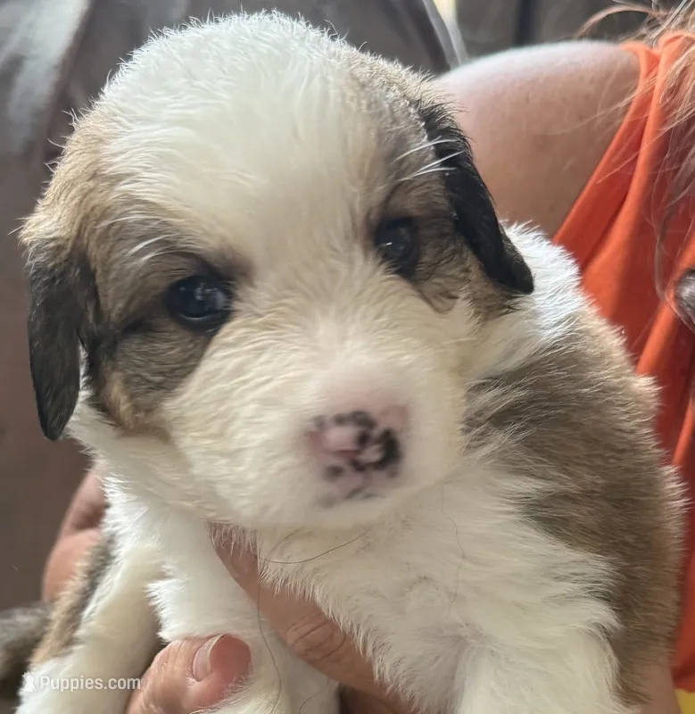 Ocean – Bernese Mountain Dog, Great Pyrenees puppy for sale in Springfield, OH