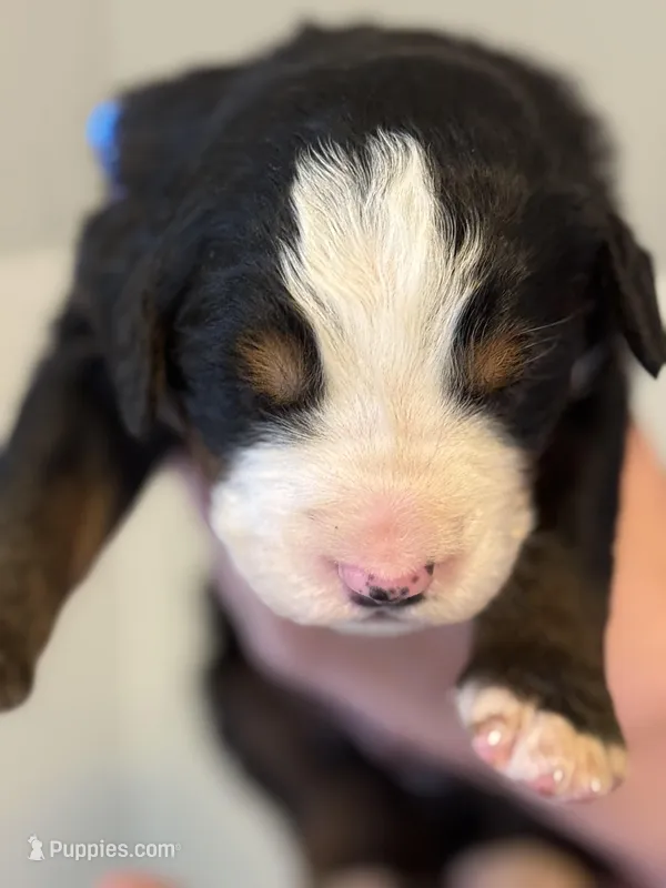 Leia's Boy #5 – Bernese Mountain Dog puppy for sale in Springfield, OH