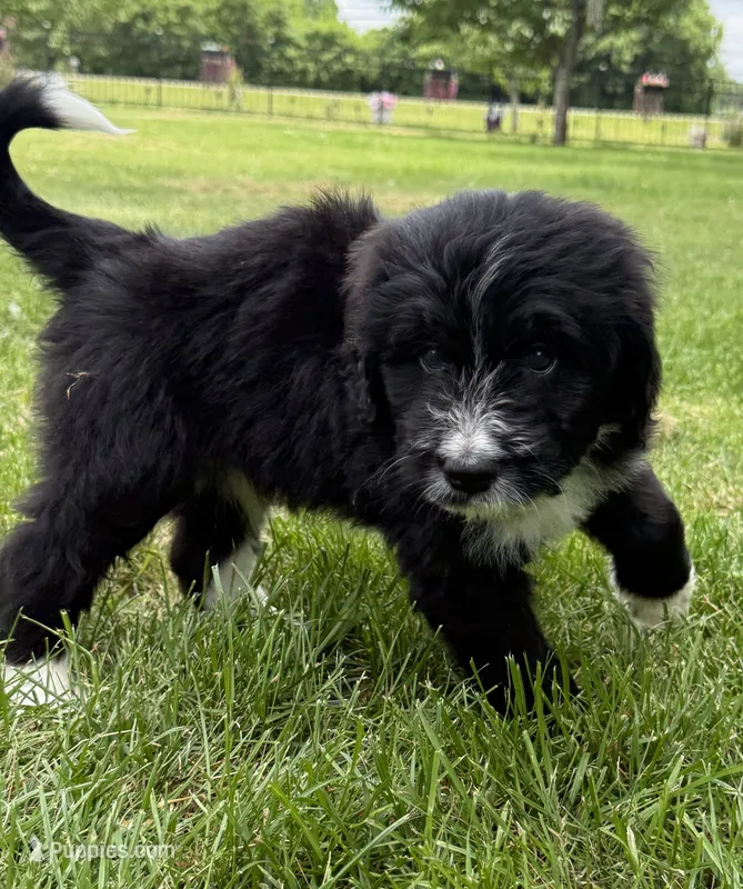 Charlie – Bernedoodle puppy for sale in Springfield, OH