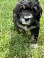 Candy, a female Bernedoodle for sale in Springfield, OH – 3 of 6