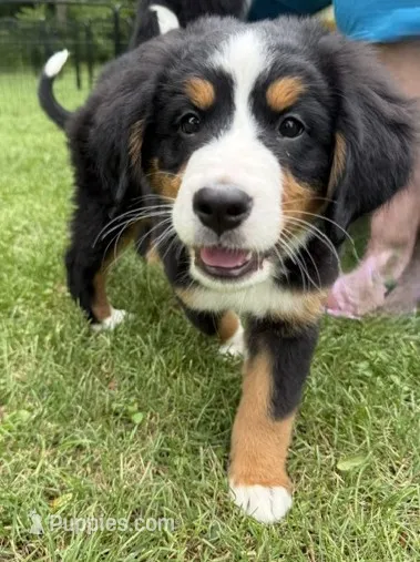Bluebell – Bernese Mountain Dog puppy for sale in Springfield, OH
