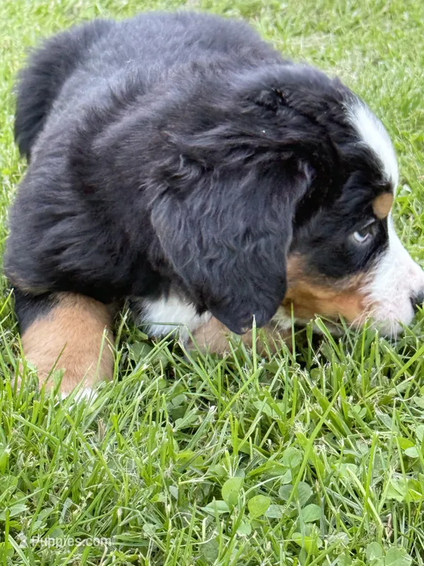 Duke – Bernese Mountain Dog puppy for sale in Springfield, OH