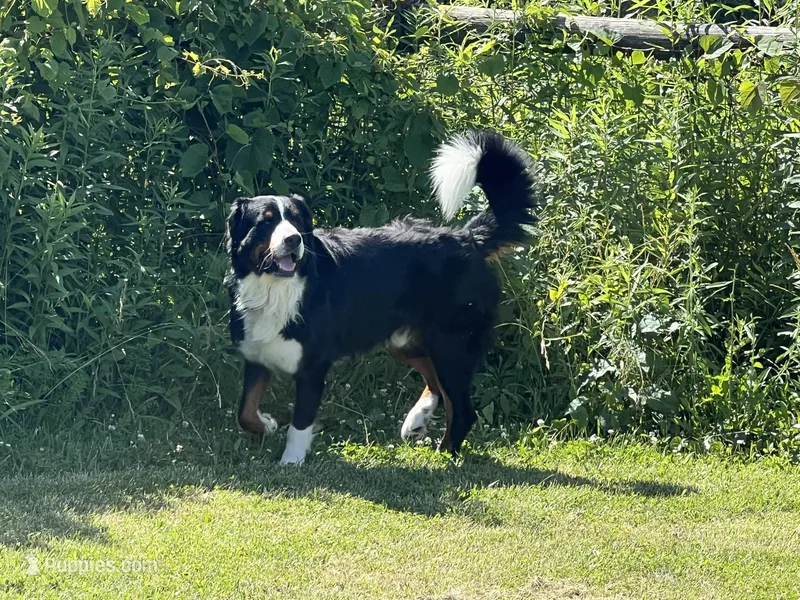 Livi's Girl #4 – Bernese Mountain Dog puppy for sale in Springfield, OH