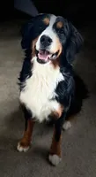 Livi's Girl #4, a female Bernese Mountain Dog for sale in Springfield, OH – Photo 2 of 3