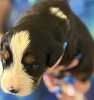 Livi's Girl #4, a female Bernese Mountain Dog for sale in Springfield, OH – Photo 3 of 3