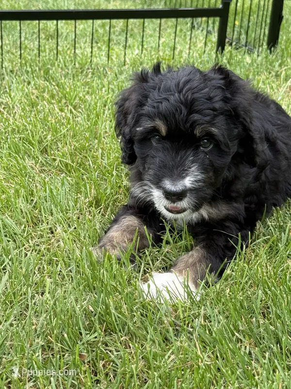 Candy – Bernedoodle puppy for sale in Springfield, OH