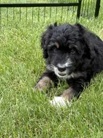 Candy, a female Bernedoodle for sale in Springfield, OH – 4 of 6