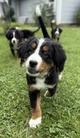 Gracie, a female Bernese Mountain Dog for sale in Springfield, OH – 6 of 10