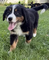 Lady, a female Bernese Mountain Dog for sale in Springfield, OH – 5 of 9