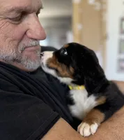Livi's Yellow Girl, a female Bernese Mountain Dog for sale in Springfield, OH – 4 of 6