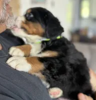 Leia's Lime Girl , a female Bernese Mountain Dog for sale in Springfield, OH – 5 of 6